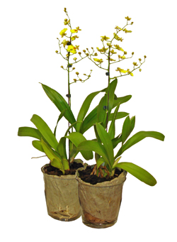 Oncideaum Orchid